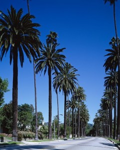 palm-trees-743842_960_720